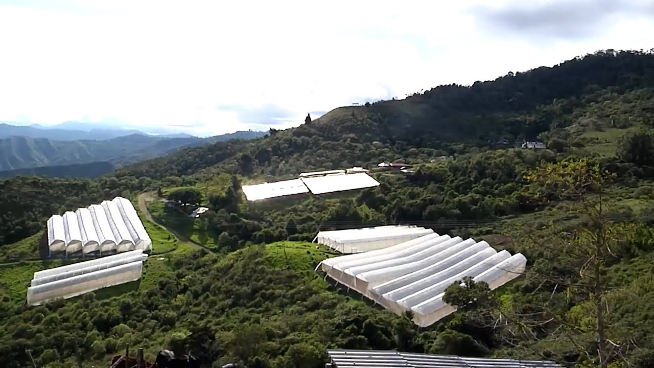 19 ENE LUNES   CAP 1   RED DE CANNABIS COLOMBIA MASTER GROWER   VIJES   VALLE DEL CAUCA