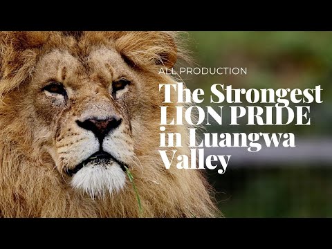 The Strongest LION PRIDE in Luangwa Valley - National Geographic Wild Documentary 2020 (HD 1080p)