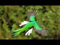 6 Most Beautiful Quetzals in the World