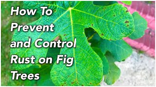 How to Prevent and Control Leaf Rust on Fig Trees