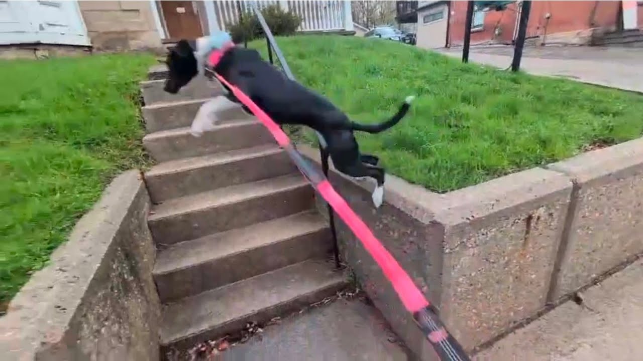 Enlarge Dixi, a ADOPTABLE mixed breed in Milton, ON video 6/6