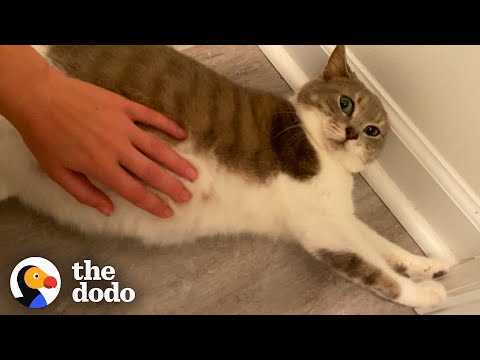Mama Cat Does The Cutest Thing While She's In Labor | The Dodo Cat Crazy
