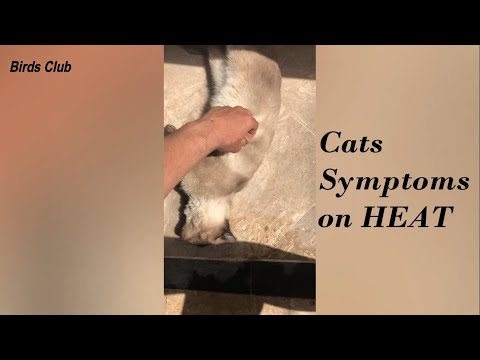 Signs & Symptoms of Cats in Heat - How to indetify Cats in heat..