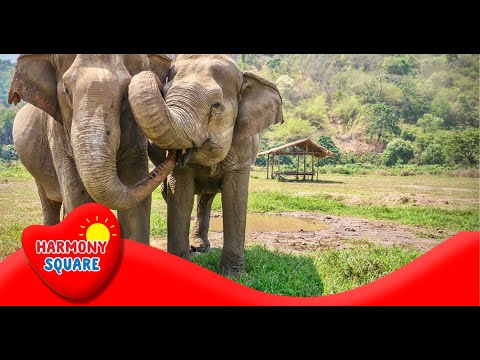 Phylum - More Science on the Learning Videos Channel