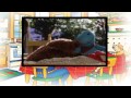 Caillou English Full Episodes 15 Caillou