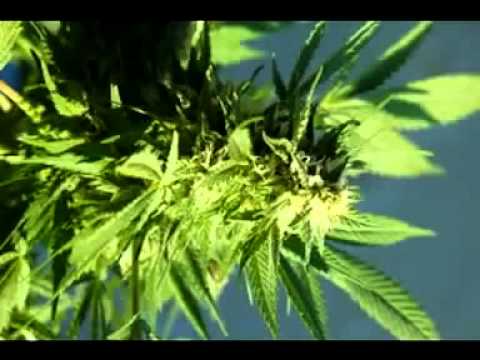 SISTA CARMEN - GANJA
