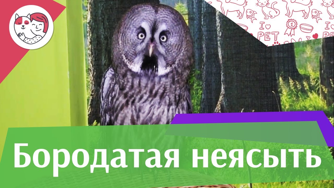 Бородатая неясыть на ilikepet