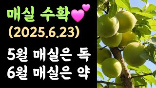 매실 수확????  2025.6.23???? 5월 매실은 독, 6월 매실은 약