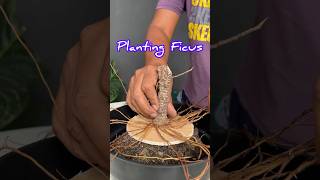 Download lagu How to Grow a Ficus Tree to Become a Bonsai mp3