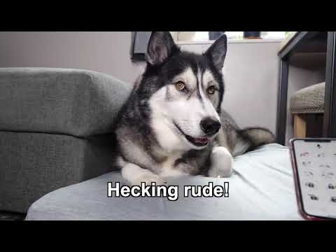 cats and dogs funny crazy