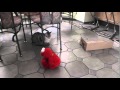 Elmo And Tigger