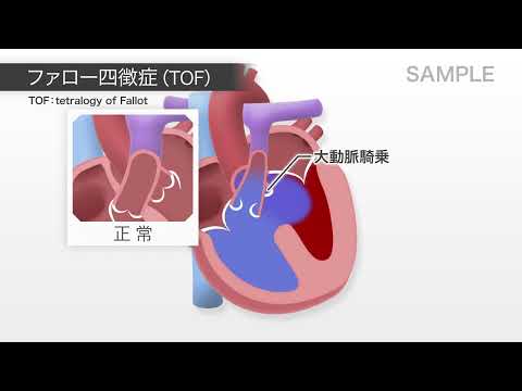 フォリドータについて詳しく解説
