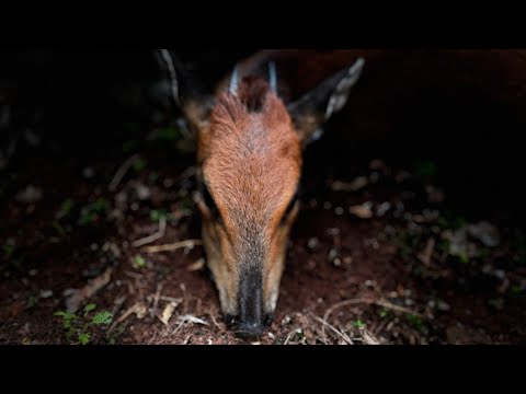 Red Duiker Hunt with Lenyati Safaris