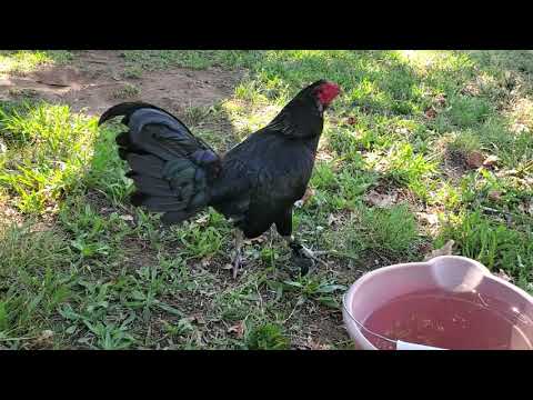 Hennie Dirty Gray cock Headed to Hawaii 2020