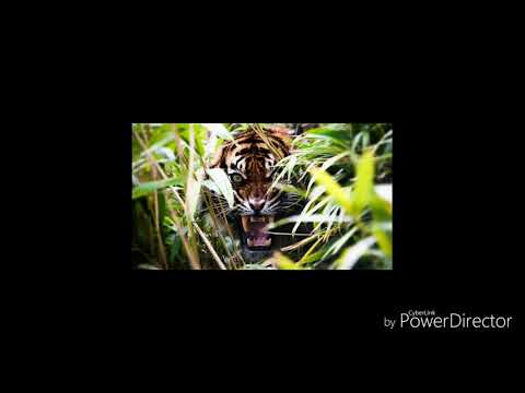 Rapu Korona freestyle 1