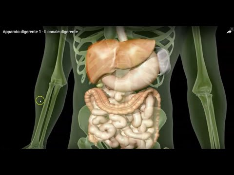Apparato digerente 2: fegato e pancreas
