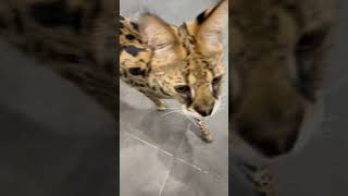 【おはようサーバルシリーズ⑩】