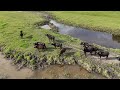 IN FRONT OF DJI MINI 4 PRO DRONE : Herd of water buffalo