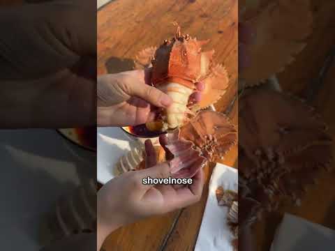 This is a slipper lobster. In China, they call it Pipa Shrimp #Seethe