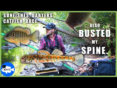 Microfishing Michigan | Creek Survey & Fish ID Tips...and a Turtle