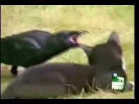 Maček in vran prijatelja