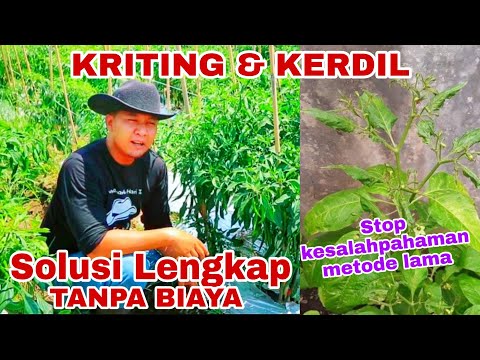 , title : 'Mengatasi Kriting & Kerdil pada Cabai /Tomat secara Multi Faktor (Tanpa Biaya)'