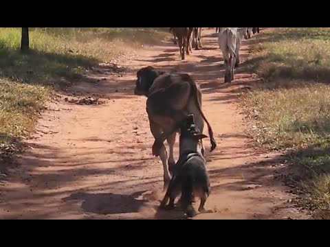 Cigana e mais algumas mordidas