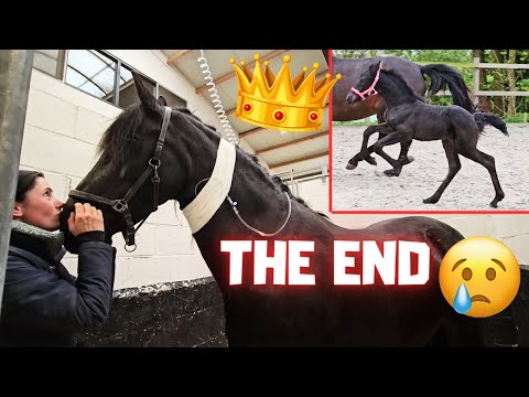 The sad😢 end of our beautiful Friesian horse, Queen👑Uniek | Friesian Horses