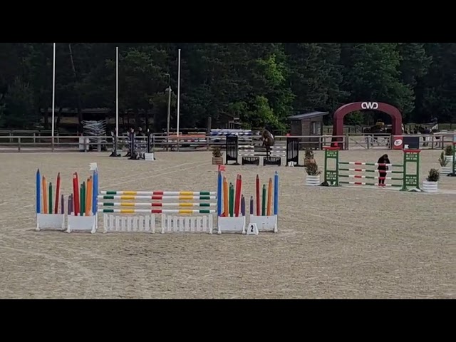 Vends cheval de sport de 8 ans