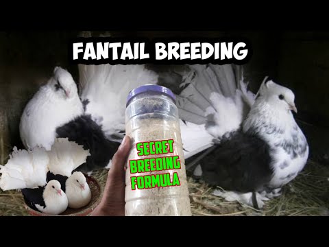 , title : 'Fantail Breeding Secret | Successful Fantail Breeding | Karthick's Aviary Fantail'
