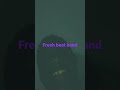 Fresh Beat Band