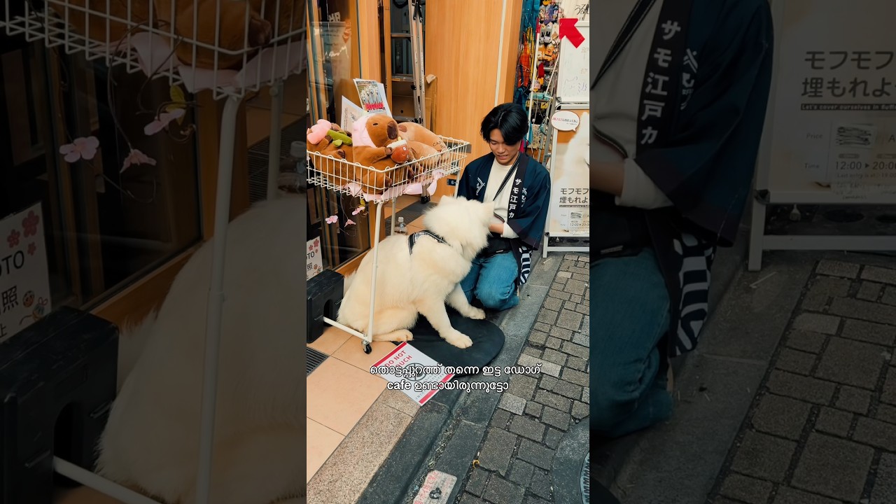 ജപ്പാനിലെ പന്നിക്കുഞ്ഞ്🐷🐖 #japanmalayalam #pig #cafe #travel @japanjangoo