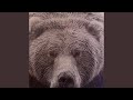 Big Bear