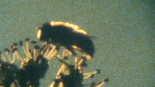 Harold Budd: 'The White Arcades' - wasps grazing on ivy - 1985 expired Kodak Ektachrome 160G Super 8