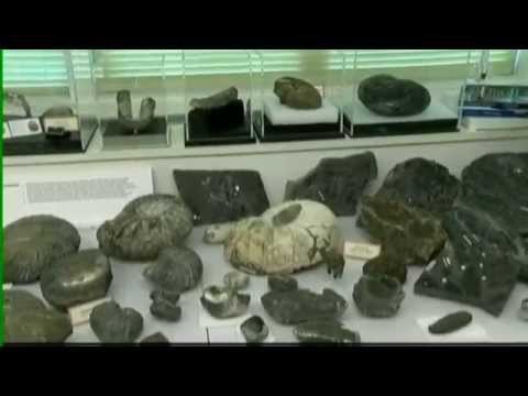 This Week in History Season 4 Episode 11 Dazzled by Ammonites