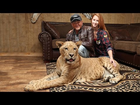 download lagu mp3 mp4 Welive Pets, download lagu Welive Pets gratis, unduh video klip Welive Pets