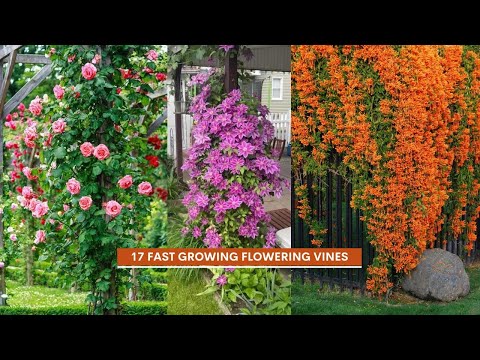 17 Stunning Flowering Vines That Grow Super Fast