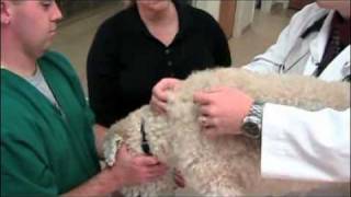 How to give a pet injections