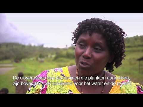 , title : 'Dierenartsen Zonder Grenzen aquacultuur Rwanda'