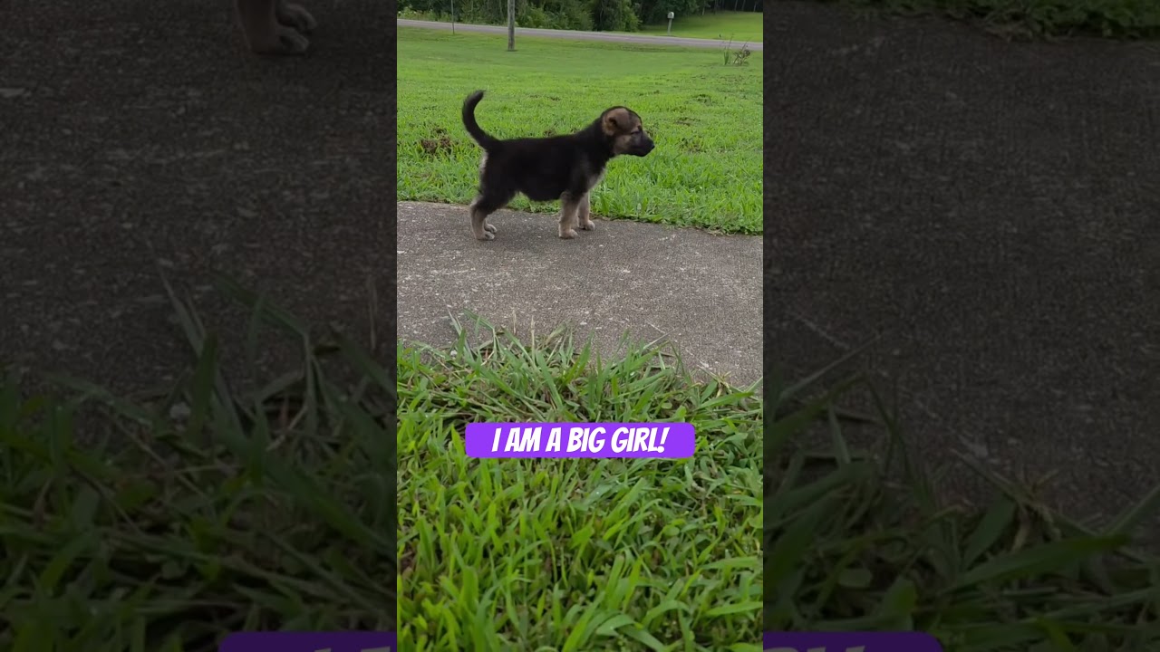 Enlarge Baby girl, an adopted mixed breed in Gadsden, AL video 5/5