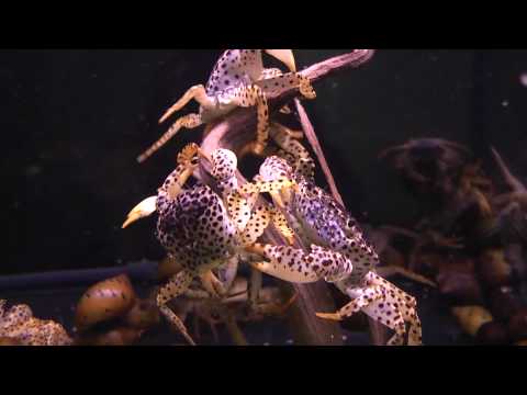 Aqua-Tropica - Parathelphusa pantherina, Leopardkrabbe, Phanterkrabbe