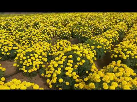 Indus Seeds Marigold Tennis Ball