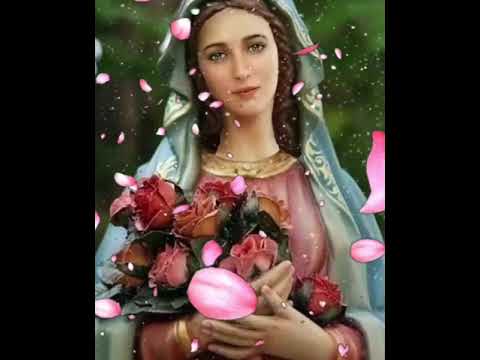 la Rosa más Bella🌹(Jaime chacua)