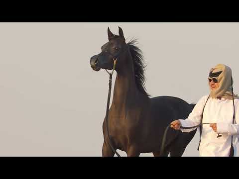 D HAYEL - The Golden Road to the Top of the World