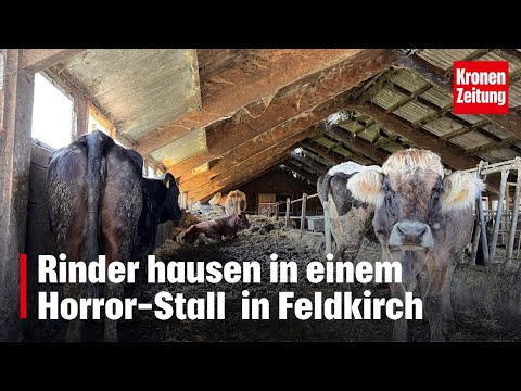 Rinder im Horror-Stall | krone.tv NEWS