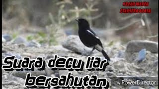 Download lagu suara decu liar bersahutan mp3