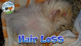 Guinea pigs losing hair - Mange mites and fungal