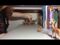 Bambi 2 The Movie Part 5