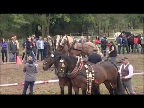 Těžký tah - Video z MČR chladnokrevných koní 2016 dvojspřeží
