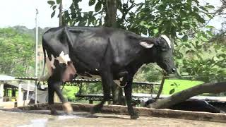Vídeo 16 - 1º LEILÃO ANUAL SITIO TIMOTEO | VACAS 3/4 E 7/8
